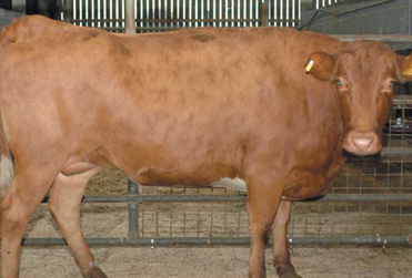 Cow that is fat class 5h. 